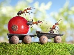Ameisen auf wagen klein