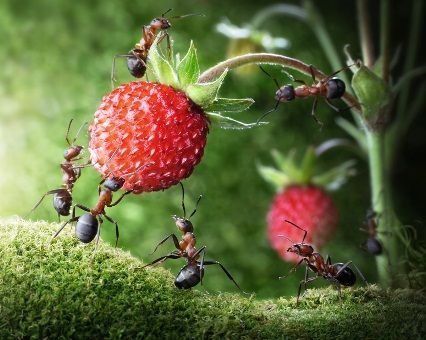 Ameisenteam-Erdbeere-Fotolia 38304566 S
