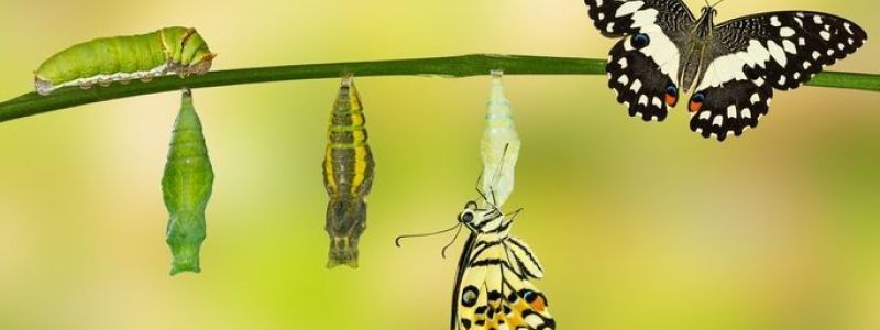 Sutisa Kangvansap - iStock